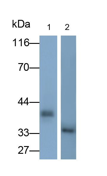 Monoclonal Antibody to Annexin A1 (ANXA1)