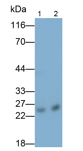Monoclonal Antibody to Complement Component 1, Q Subcomponent C (C1qC)