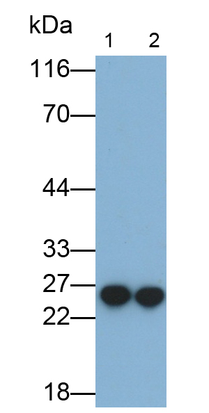 Monoclonal Antibody to Complement Component 1, Q Subcomponent C (C1qC)