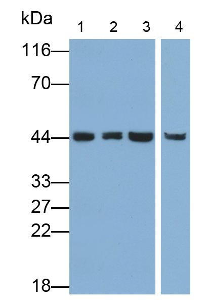 Monoclonal Antibody to Eukaryotic Translation Initiation Factor 4A1 (EIF4A1)
