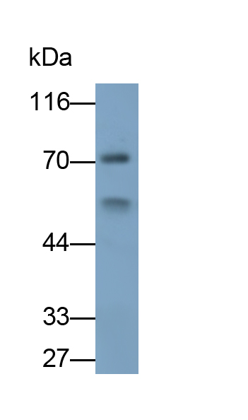 Monoclonal Antibody to C-Terminal Binding Protein 2 (CTBP2)