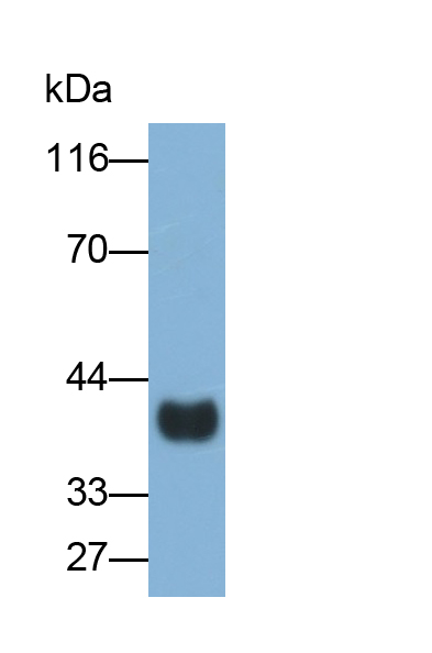 Monoclonal Antibody to Fibulin 3 (FBLN3)