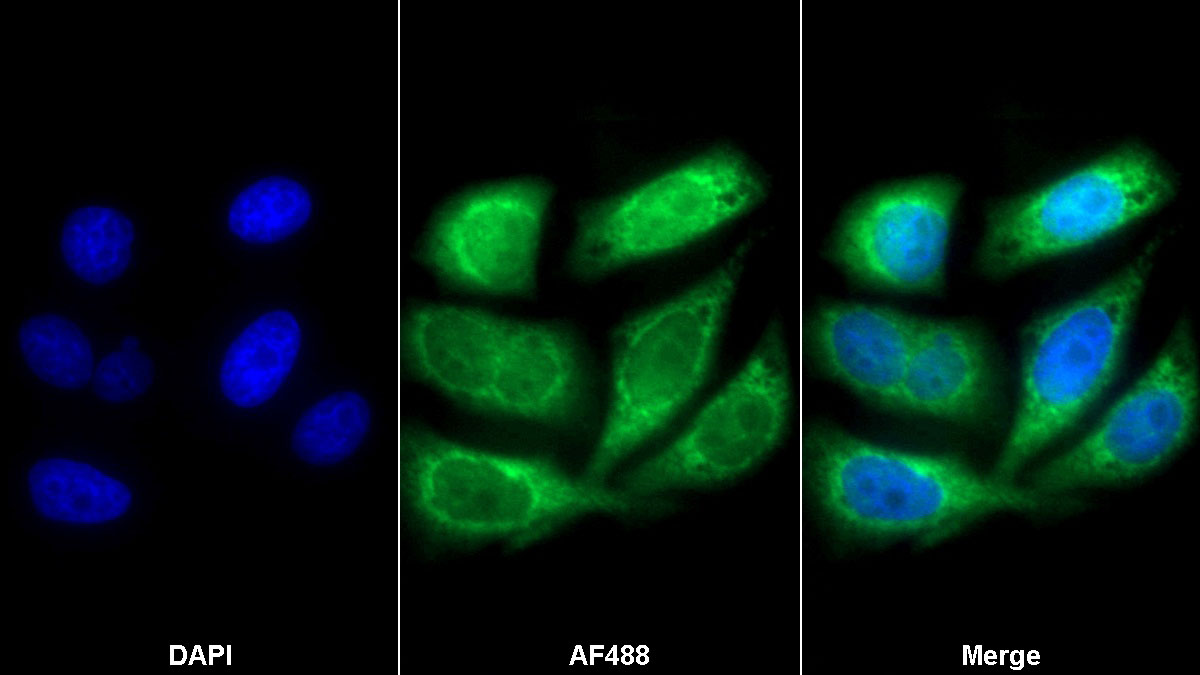 Monoclonal Antibody to Fibronectin Leucine Rich Transmembrane Protein 3 (FLRT3)