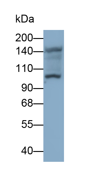 Monoclonal Antibody to Homeodomain Interacting Protein Kinase 2 (HIPK2)