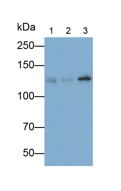 Monoclonal Antibody to Kinesin Family, Member 5A (KIF5A)