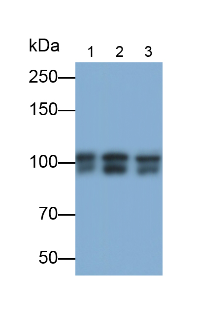 Monoclonal Antibody to Kinesin Family, Member 5A (KIF5A)