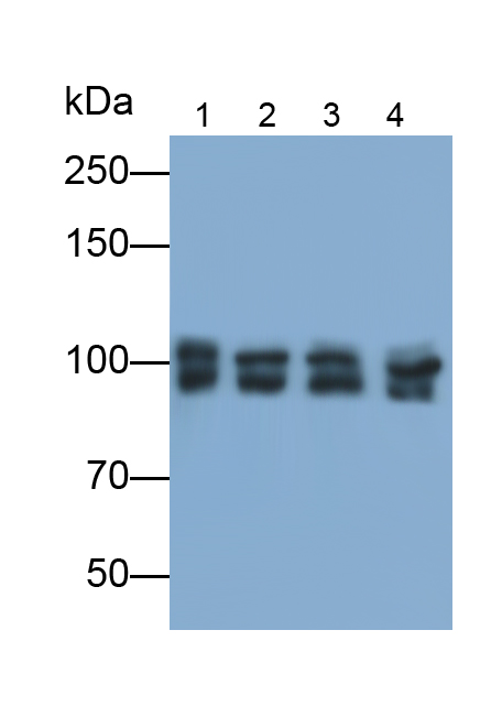 Monoclonal Antibody to Kinesin Family, Member 5A (KIF5A)