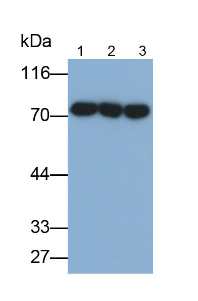 Monoclonal Antibody to Lamin B1 (LMNB1)