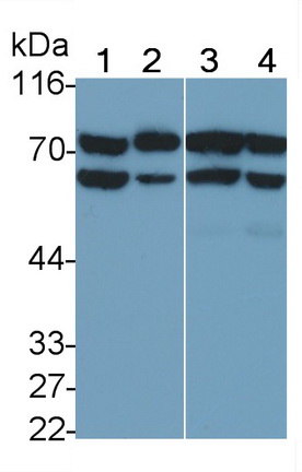 Monoclonal Antibody to Peptidyl Arginine Deiminase Type VI (PADI6)