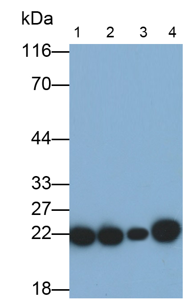 Monoclonal Antibody to Peroxiredoxin 2 (PRDX2)