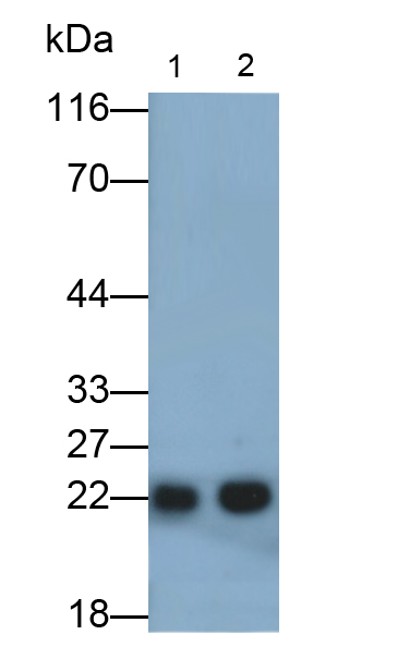 Monoclonal Antibody to Peroxiredoxin 2 (PRDX2)