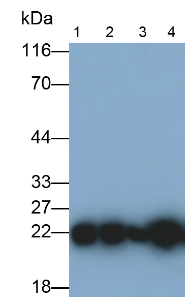 Monoclonal Antibody to Peroxiredoxin 2 (PRDX2)