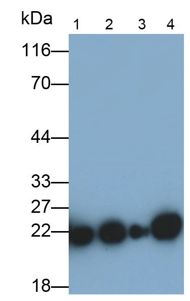 Monoclonal Antibody to Peroxiredoxin 2 (PRDX2)