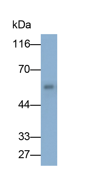 Monoclonal Antibody to Purinergic Receptor P2X, Ligand Gated Ion Channel 7 (P2RX7)