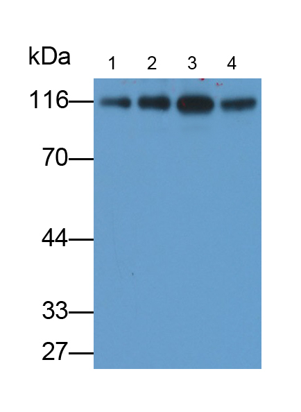 Monoclonal Antibody to ATPase, Na+/K+ Transporting Alpha 1 Polypeptide (ATP1a1)