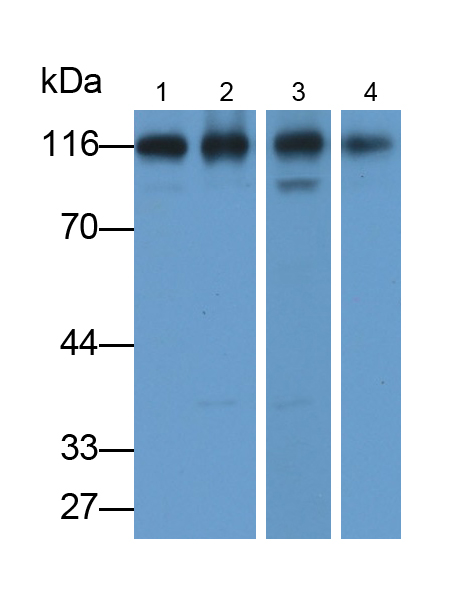 Monoclonal Antibody to ATPase, Na+/K+ Transporting Alpha 1 Polypeptide (ATP1a1)