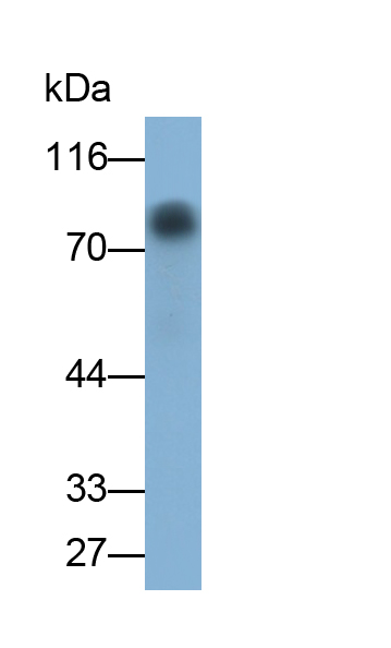 Monoclonal Antibody to Chloride Channel Accessory 1 (CLCA1)