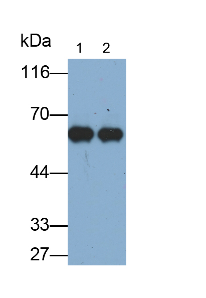 Monoclonal Antibody to Sulfite Oxidase (SUOX)