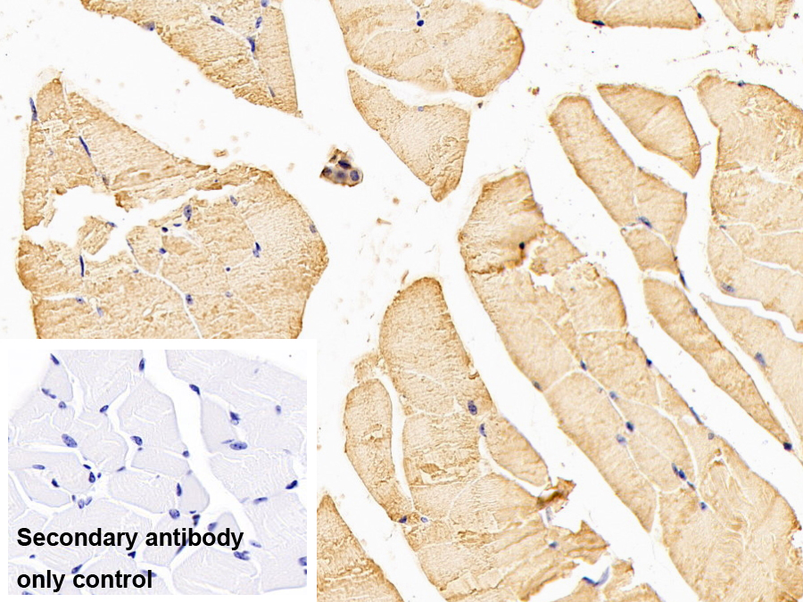 Monoclonal Antibody to Myocilin (MYOC)