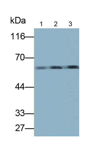 Monoclonal Antibody to Myocilin (MYOC)
