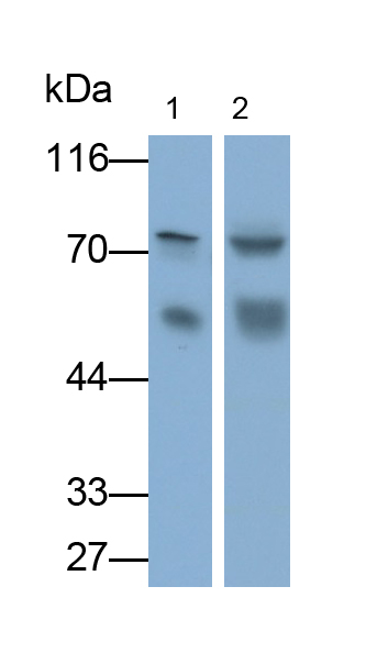 Monoclonal Antibody to Mesothelin (MSLN)