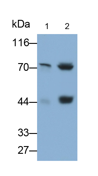 Monoclonal Antibody to Mesothelin (MSLN)