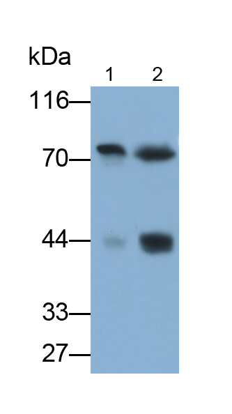 Monoclonal Antibody to Mesothelin (MSLN)