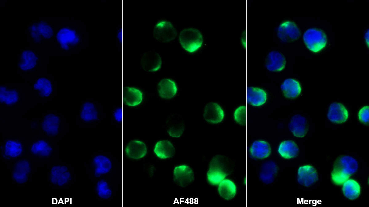 Monoclonal Antibody to Hepatitis A Virus Cellular Receptor 2 (HAVCR2)