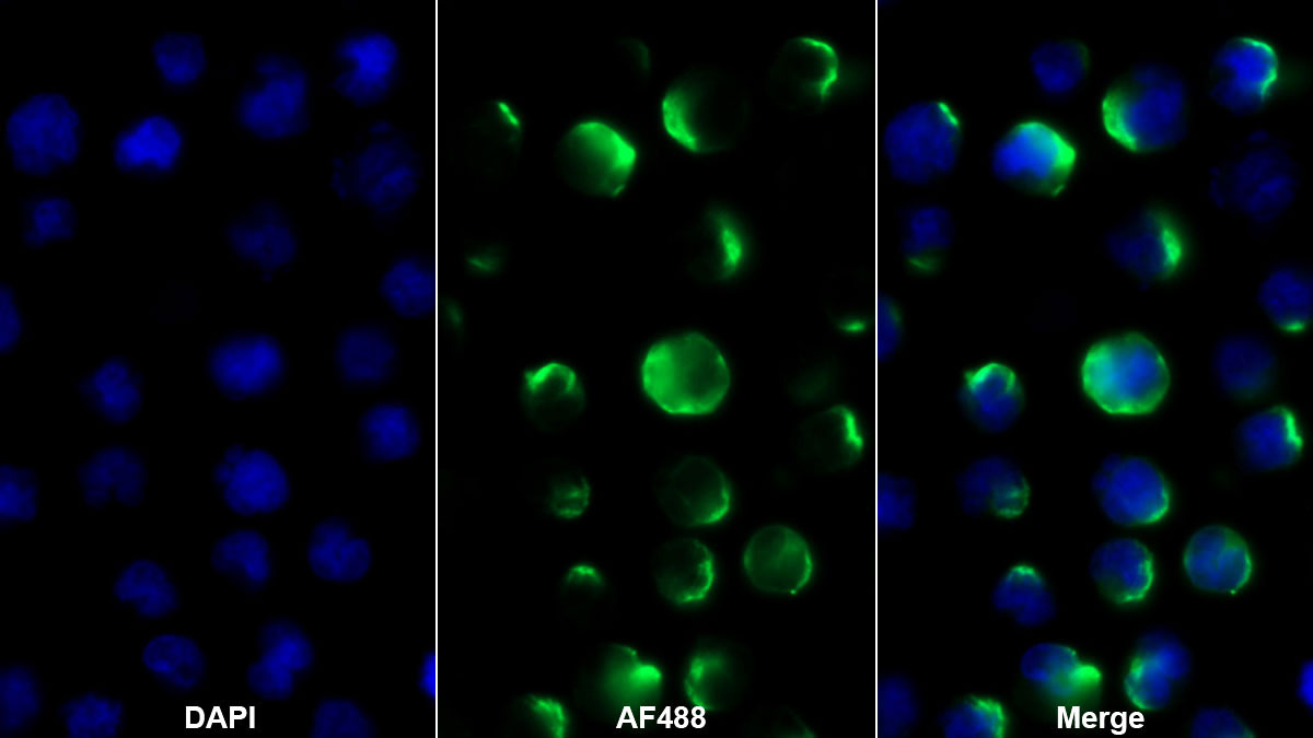 Monoclonal Antibody to Hepatitis A Virus Cellular Receptor 2 (HAVCR2)