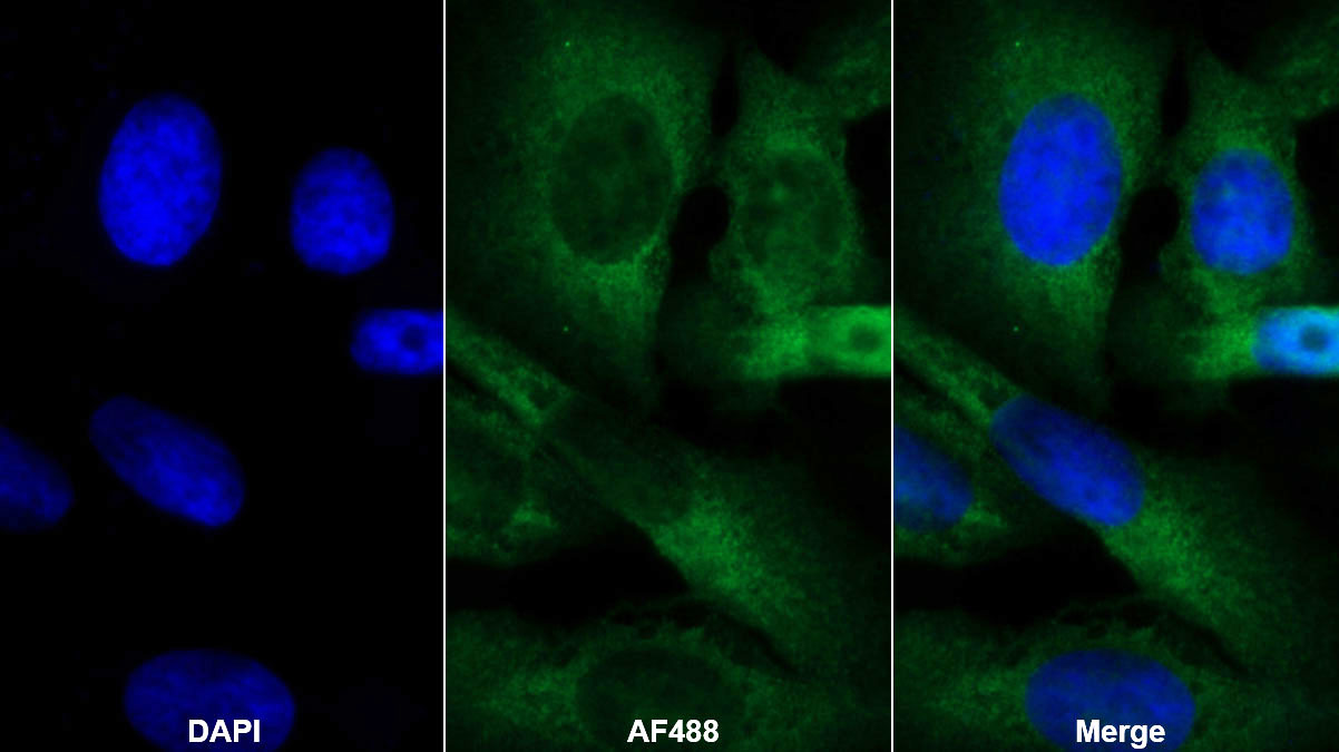 Monoclonal Antibody to Follistatin Like Protein 1 (FSTL1)