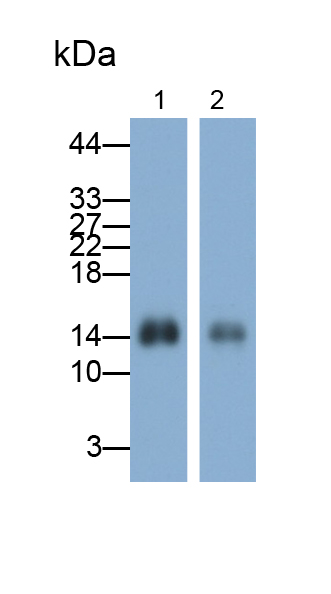 Monoclonal Antibody to Cystatin B (CSTB)