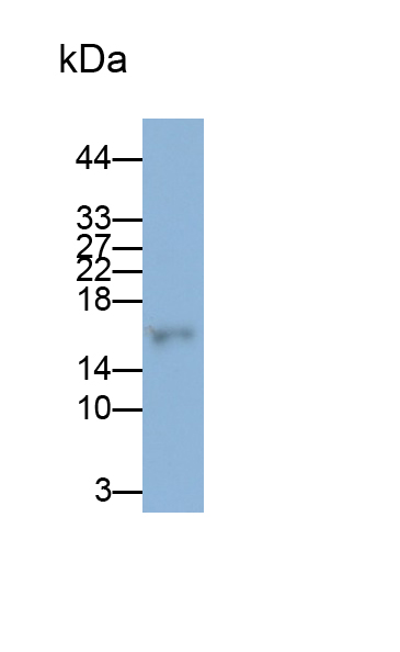 Monoclonal Antibody to Cystatin 6 (CST6)