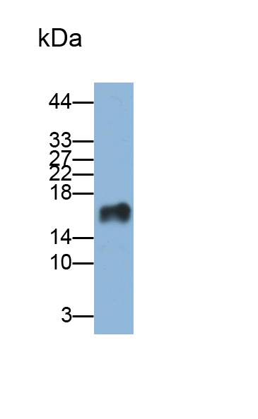 Monoclonal Antibody to Cystatin 6 (CST6)