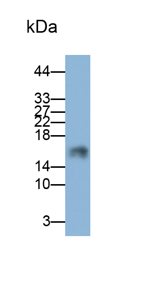 Monoclonal Antibody to Cystatin 6 (CST6)