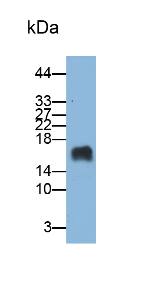 Monoclonal Antibody to Cystatin 6 (CST6)