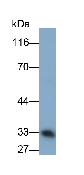 Monoclonal Antibody to Casein Alpha (CSN1)