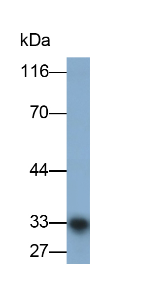 Monoclonal Antibody to Casein Alpha (CSN1)