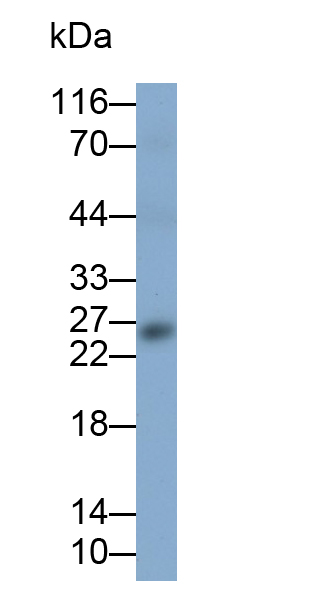 Monoclonal Antibody to Casein Alpha (CSN1)