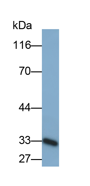 Monoclonal Antibody to Casein Alpha (CSN1)