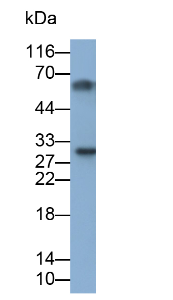 Monoclonal Antibody to Casein Alpha (CSN1)