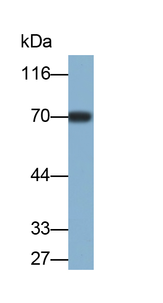 Monoclonal Antibody to Alkaline Phosphatase, Placental Like Protein 2 (ALPPL2)