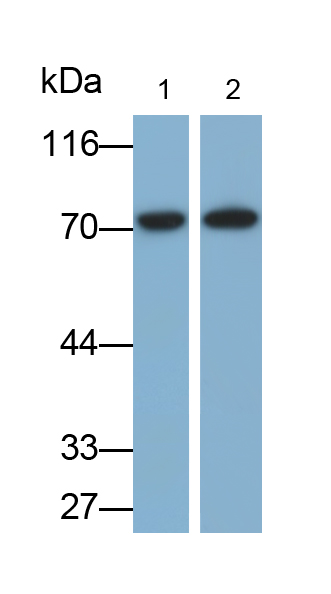 Monoclonal Antibody to Alkaline Phosphatase, Placental Like Protein 2 (ALPPL2)