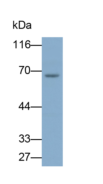 Monoclonal Antibody to Alkaline Phosphatase, Placental Like Protein 2 (ALPPL2)