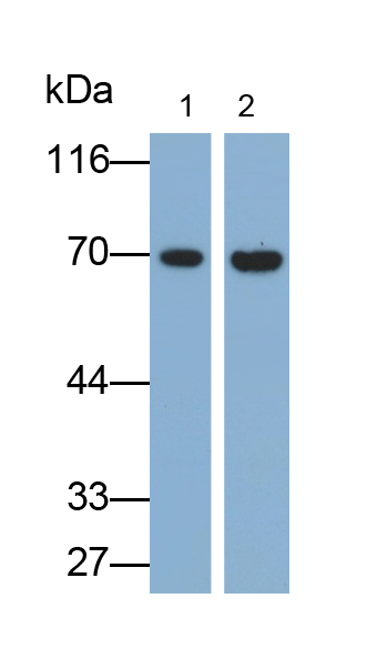 Monoclonal Antibody to Alkaline Phosphatase, Placental Like Protein 2 (ALPPL2)