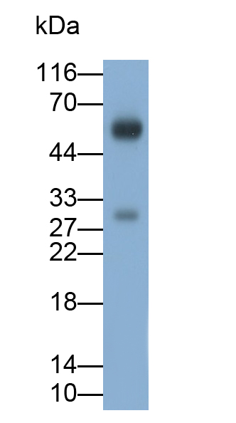 Monoclonal Antibody to Transmembrane Protein 27 (TMEM27)