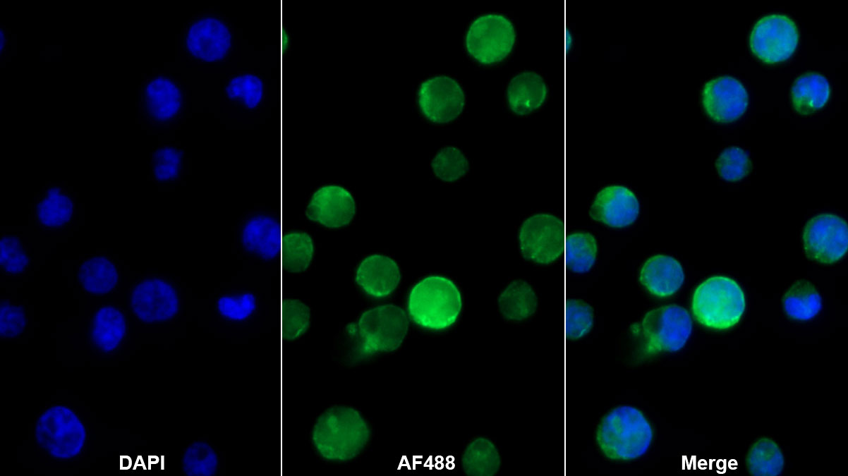 Monoclonal Antibody to Cluster Of Differentiation 180 (CD180)