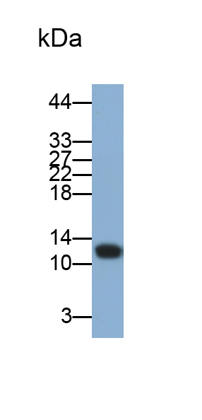 Monoclonal Antibody to Hypomagnesemia 2, Renal (HOMG2)