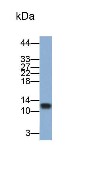 Monoclonal Antibody to Hypomagnesemia 2, Renal (HOMG2)