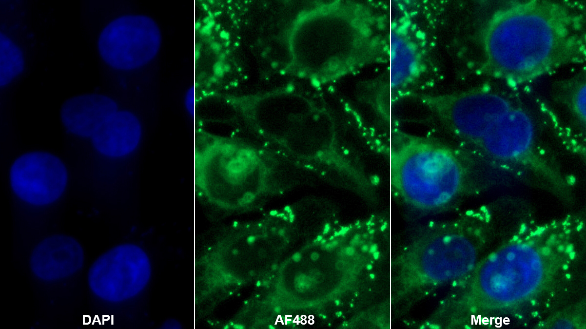 Monoclonal Antibody to Ubiquitin Cross Reactive Protein (UCRP)