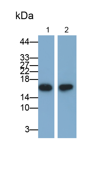 Monoclonal Antibody to Ubiquitin Cross Reactive Protein (UCRP)
